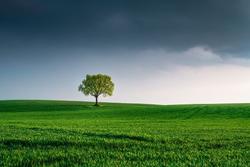 La serenità: un albero verde nel campo dei ricordi